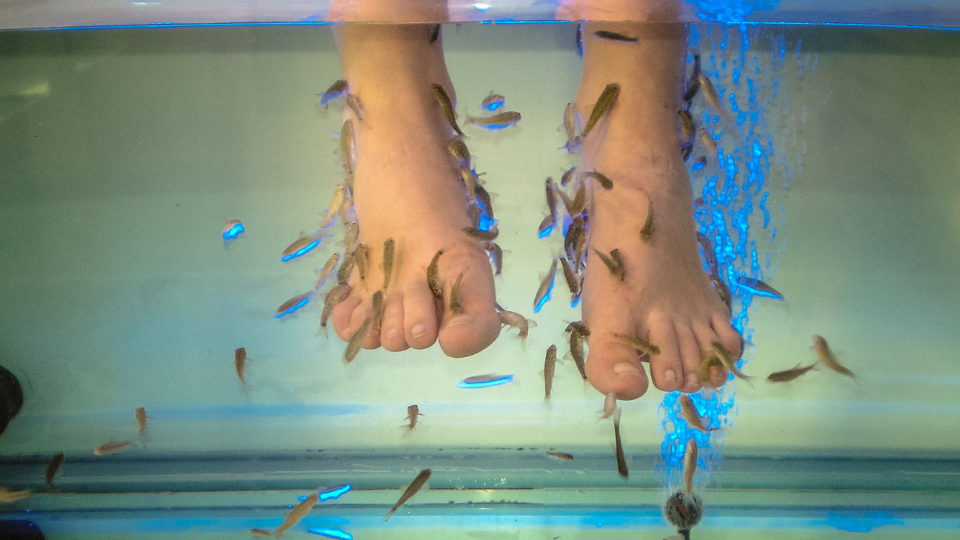 15 Minuten Fish Spa