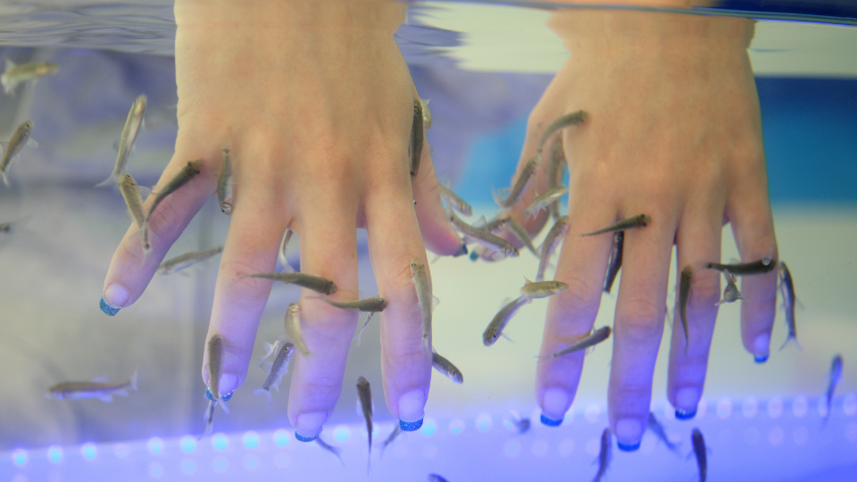 15 Minuten Fish Spa